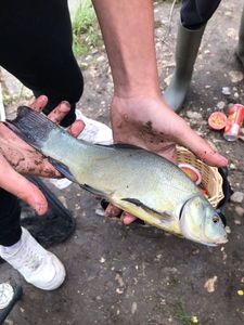 Tench