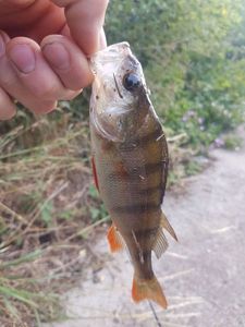 European Perch