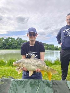Common Carp