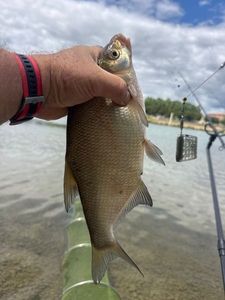 Common Bream