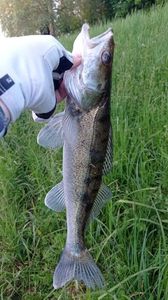 Zander