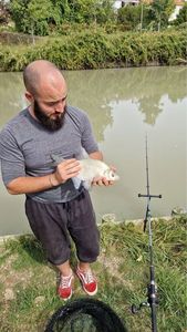 Common Bream