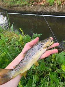 Brown Trout