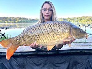 Common Carp