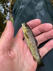 Brown Trout