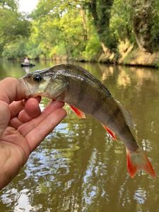 European Perch