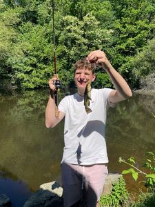 Black Bullhead