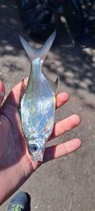Common Bream