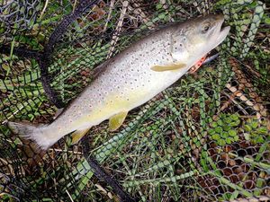 Brown Trout