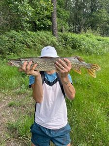 Northern Pike