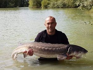 Sturgeon