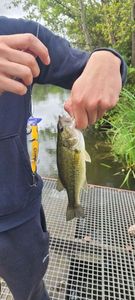 Smallmouth Bass