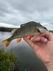 European Perch