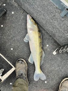 Zander