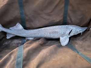 Sturgeon