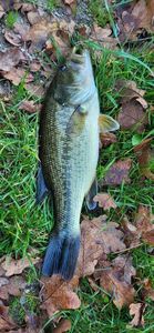 Smallmouth Bass