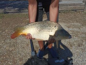 Common Carp