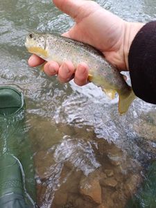 Brown Trout