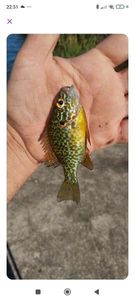 Green Sunfish