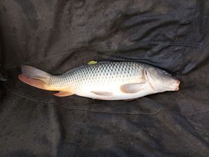 Common Carp