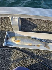 Arctic Char