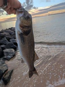 European Bass (Seabass)