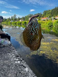 Green Sunfish