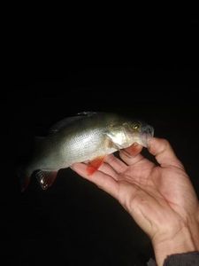 European Perch