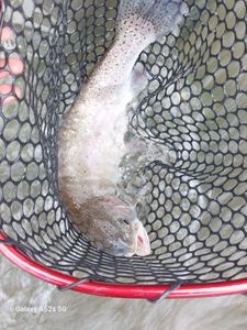 Rainbow Trout