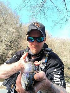 Rainbow Trout