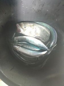 European Bass (Seabass)