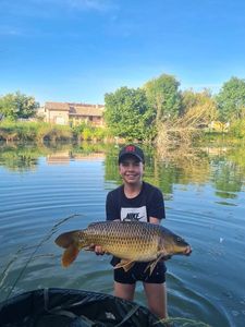 Common Carp