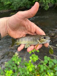 Brown Trout