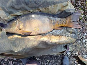 Mirror Carp
