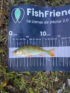 European Perch