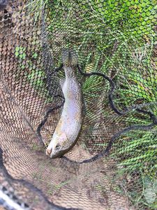Rainbow Trout