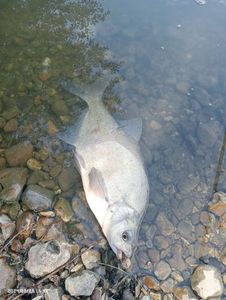 Common Bream