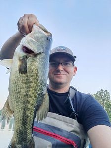 Largemouth Bass