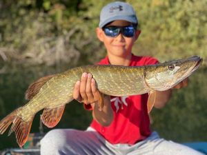 Northern Pike