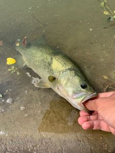 Largemouth Bass