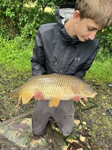 Common Carp