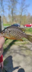 Green Sunfish