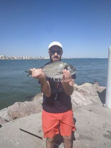 Gilthead Seabream