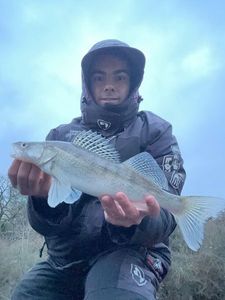 Zander