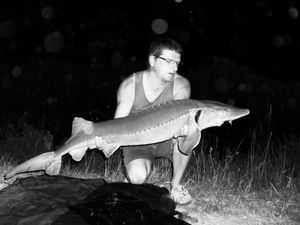Sturgeon