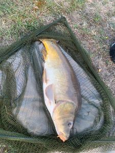 Leather Carp