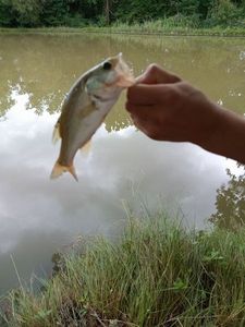 Largemouth Bass