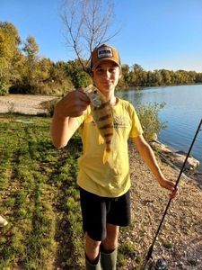 European Perch