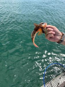 Red Gurnard