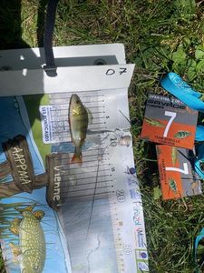 European Perch